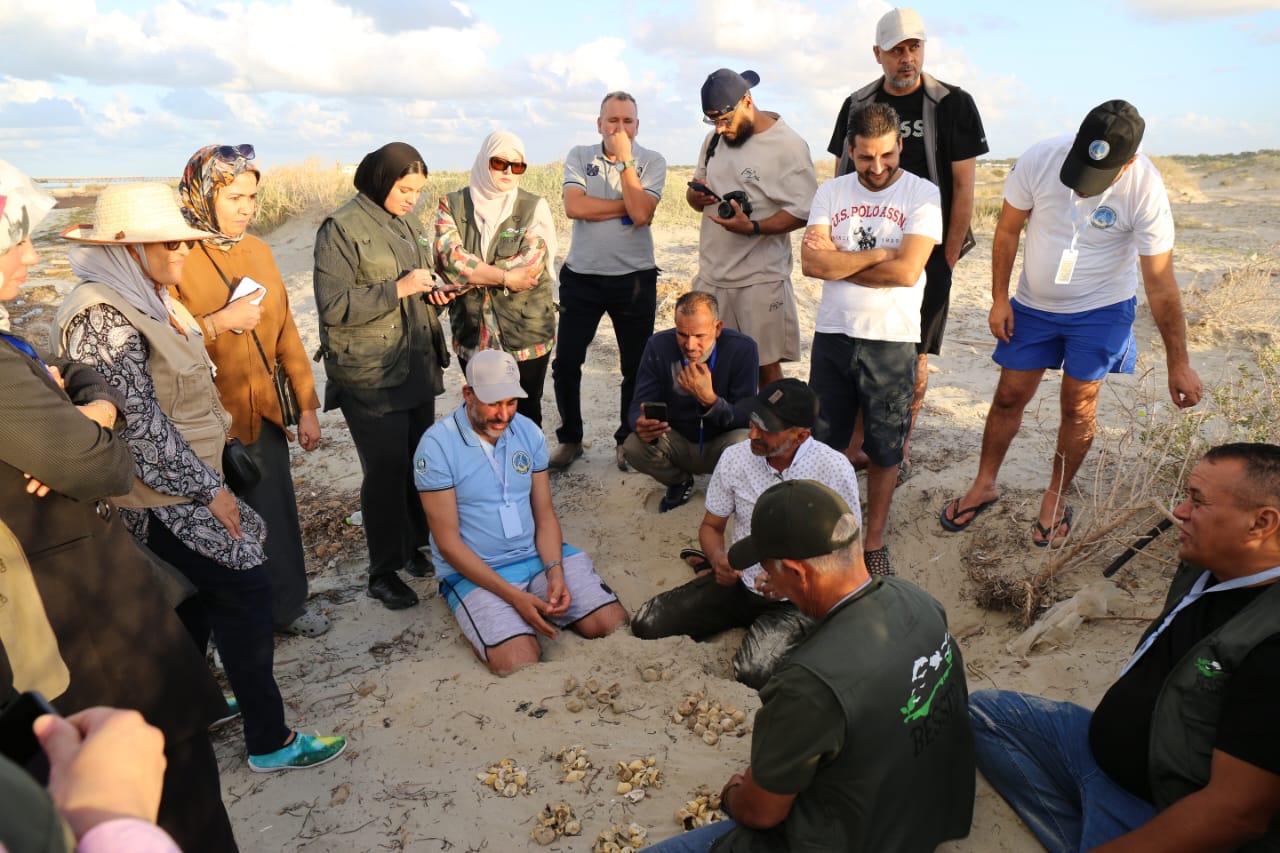 sea turtle eggs hatching