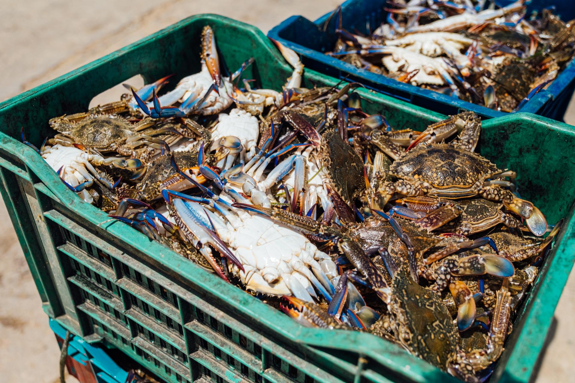 Blue crab Portunus segnis (Photo provided by Hedi Chouchane)