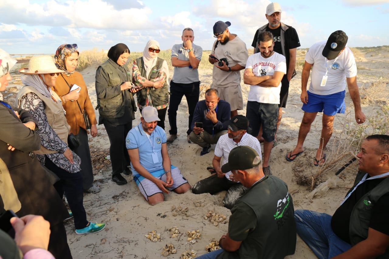 sea turtle eggs hatching